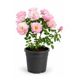 Rosemary Garden Canlı Pollyanna Gülü Fidesi 30-40 cm 2 Litre Saksıda Bol Çiçekli Katmerli Bodur Bahçe Balkon Gülleri