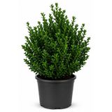 Rosemary Garden Canlı Şimşir Bitkisi Buxus 30-50 cm 5 Litre Büyük Saksıda Parlak Yapraklı Bahçe Balkon Çit Çalısı