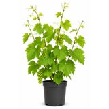 Rosemary Garden Canlı Yediveren Asma Fidanı Çekirdeksiz Üzüm 20-50 cm Torbada Yüksek Verimli Bahçe Balkon