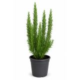 Rosemary Garden Canlı Yemeklik Kokulu Biberiye Bitkisi 50-65 cm 2 Litre Saksıda Taze Organik Baharat Bahçe Balkon