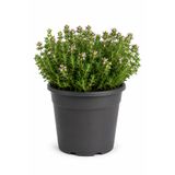 Rosemary Garden Canlı Yemeklik Kokulu Kekik Bitkisi 10-15 cm 2 Litre Saksıda Taze Organik Baharat Bahçe Balkon