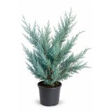 Rosemary Garden Juniperus Sabina Sabin Ardıcı Ağacı 80-100 cm 2 L Saksılı Süs Bitkisi Soğuğa Dayanıklı Bahçe Peyzaj