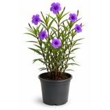Rosemary Garden Meksika Petunyası Canlı Çiçek 50-60 cm 2 Litre Saksıda Ruellia Simplex Dış Mekan Peyzaj Süs Bitkisi