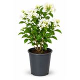 Rosemary Garden Mis Kokulu Arap Yasemini Çiçeği Fidanı 2 Litre Saksıda 25-30 cm