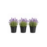 Rosemary Garden Mis Kokulu Canlı Lavanta Fidesi 3'lü Set (15-30 cm) - Bahçe Balkon Bitkisi Dolgun Formlu