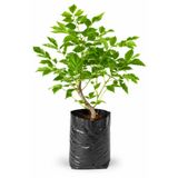 Rosemary Garden Mor Salkım Çiçeği Fidanı 25-50 cm Torbada Kokulu Sarmaşık