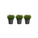 Rosemary Garden Taze Canlı Kekik Fidesi 3'lü Set (10-20 cm) - Bahçe Balkon Mutfak Bitkisi