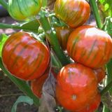 Rossa Di Rotonda Etli Yumurta Patlican Tohumu (15 Tohum)