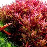 Rotala Blood Red Saksı Canlı Bitki