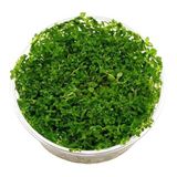 Rotala Indica Green In Vitro 200cc Canlı Bitki