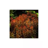 Rotala Indica Saksı Canlı Bitki TR-B105