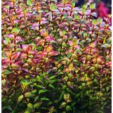 Rotala Macrandra Mini Pink Akvaryum Bitkileri Akvaryum Bitkisi 5 Dal