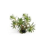 Rotala Wallichi In Vitro Canlı Bitki