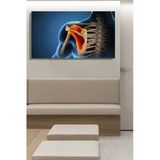Rotator Manşet (Rotator Cuff) Kaslarını Gösteren 3D Anatomik Bir İllüstrasyon Yatay Kanvas Tablo 4119