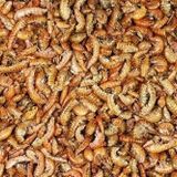 Rotifish Kurutulmuş Gammarus ( Karides ) Kaplumbağa ve Balık Yemi 500 gr