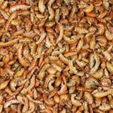 Rotifish Kurutulmuş Gammarus ( Karides) Kaplumbağa Ve Balık Yemi ( Kovadan Bölme) 50 Gr