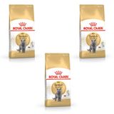 Royal Canin British Shorthair Adult | 3'lü paket | 3 x 400 g | İngiliz Shorthair kedileri için tek yem | İngiliz kısa tüylü kediler için özel olarak geliştirilmiştir | 12. aydan itibaren