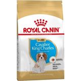 Royal Canin Cavalier King Charles Yavru Köpek Maması 1,5 kg Karışık Tat ve Yüksek Protein İçeriği