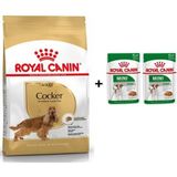 Royal Canin Cocker 3 kg Yetişkin Köpek Maması + 2 Adet Hediye Yaş Mama