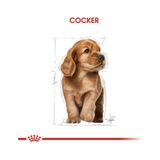 Royal Canin Cocker Junior Yavru Köpek Maması 3 kg Dana Protein Kaynağı ile Süper Premium - 1