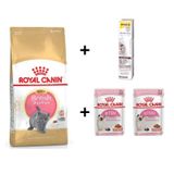 Royal Canin Kitten British Shorthair Yavru Kedi Maması 2 kg + 2 Adet RC Yaş Mama 85 gr + 20 gr GimCat Malt 3182550816533-01495