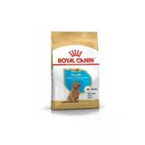 Royal Canin Poodle Özel Irk Yavru Köpek Maması 3Kg