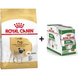 Royal Canin Pug Irkı Özel 1.5 kg Köpek Maması + 12 Adet Yaş Mama