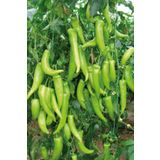 Royaleks 10 gr Çarliston Biber Tohumu