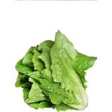 Royaleks Yedikule Marul Tohumu 10 gr - 900 gr