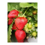 Rubygem Açık Köklü Frigo Yediveren Çilek Fidan Fidesi 25'li