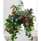 Ruj Çiçeği, Aeschynanthus Sarmaşığı Askılı Saksıda