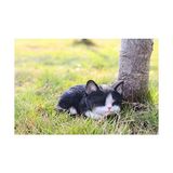 Runadı Hi- 87699-B Kedi Yavrusu Uyuyan Siyah ve Beyaz Kedi Heykeli