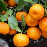 Rüzgar Botanik Satsuma Rize Mandalin Tam Bodur 80 cm - Yok