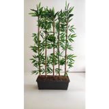 Rüzgar Çiçekçilik 100 Cm 5 Li Bambu Ağacı