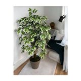 Rüzgar Çiçekçilik 100 Cm Ficus Ağacı Yalı Saksılı