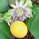 Rüzgarbotanik 80 cm-100 cm Meyveli Çarkıfelek Pasiflora Fidanı
