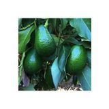ruzgarbotanik Aşısız Avokado Fidanı 60 Cm 80 Cm