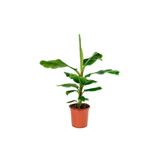 ruzgarbotanik Muz Fidanı Saksılı 40 Cm 60 Cm
