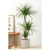 sabuncakiskadikoy Dracaena Marginata XL - Madagaskar Dragon Ağacı 2 İki Gövdeli Canlı Salon Bitkisi 110-120 cm
