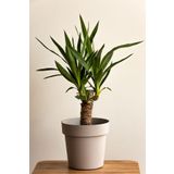 sabuncakiskadikoy Yucca - Yuka Bitkisi Tek Gövdeli Yucca Avize Çiçeği Canlı Salon Bitkisi 50 - 60 cm