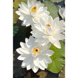 ŞAFAK PEYZAJ TOHUMCULUK Lotus Çiçeği Tohumu Nilüfer Çiçeği 10 Adet Beyaz Renk