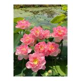 ŞAFAK PEYZAJ TOHUMCULUK Lotus Çiçeği Tohumu Nilüfer Çiçeği 3 Adet Açık pembe Renk Parlak Pembe