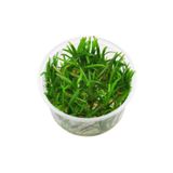 Sagittaria Subulata In Vitro Canlı Bitki