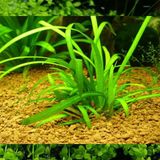 Sagittaria Subulata Saksı Canlı Bitki