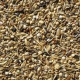 Sağlık Tohumu Kuş Yemi Yabani Sağlık Yohumu 500 Gram