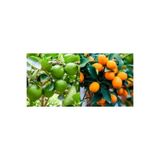 SahaFidan TÜPLÜ AŞILI LİME MİSKET LİMON+ KAMKAT FİDANI 2 YAŞ (2Lİ PAKET)