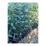 SahaFidan TÜPLÜ OKALİPTUS FİDANI 120-140CM (2 ADET)