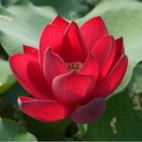 Şahbül Store Sahbül Store 5 Adet Kırmızı Lotus Çiçeği Tohumu Organik Su Çiçeği Tohumu Hediye Tohumludur
