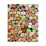 SAHRAFLORA Taş Kaktüs - Lithops ( Karışık 5'li Yetişkin Set )