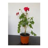 Sakız Sardunya Fidanı 10-20 Cm